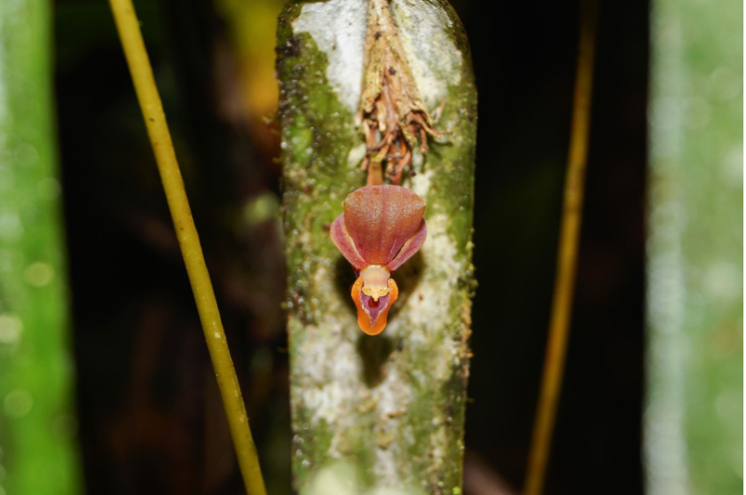 DESCUBREN NUEVA ESPECIE DE ORQUÍDEA EN LA REGIÓN AMAZONAS: PLEUROTHALLIS LABAJOSI